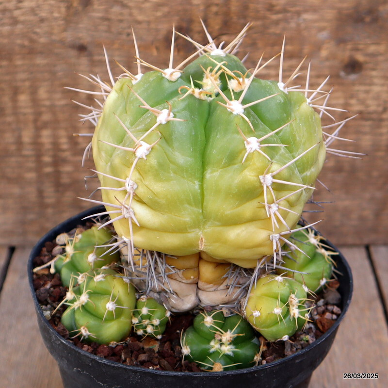 A2160 GYMNOCALYCIUM HORSTII pot14-H14-W13 cm MaMa Cactus