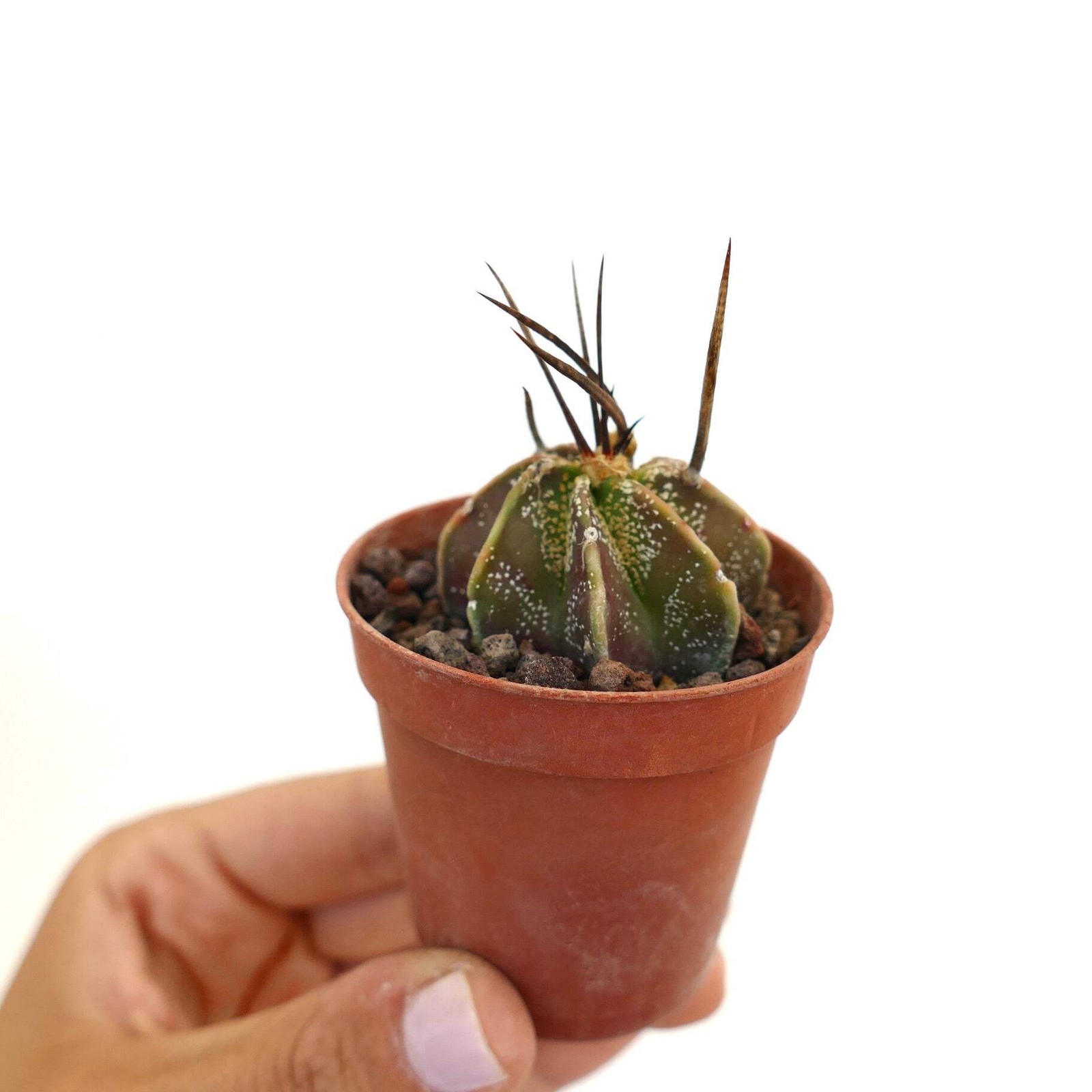 Astrophytum capricorne THAYO x BUFFALO – Goat’s horn cactus | Capricorn cactus