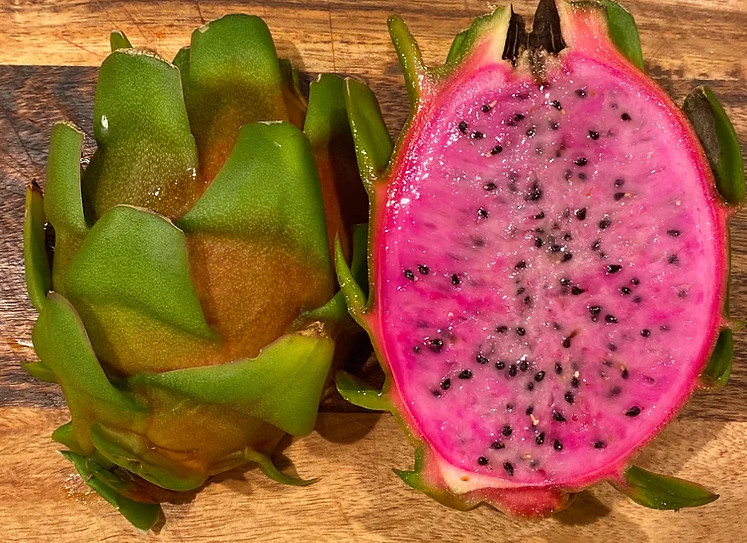 Asunta 3 Dragon Fruit 12″+ STARTER PLANT Cutting