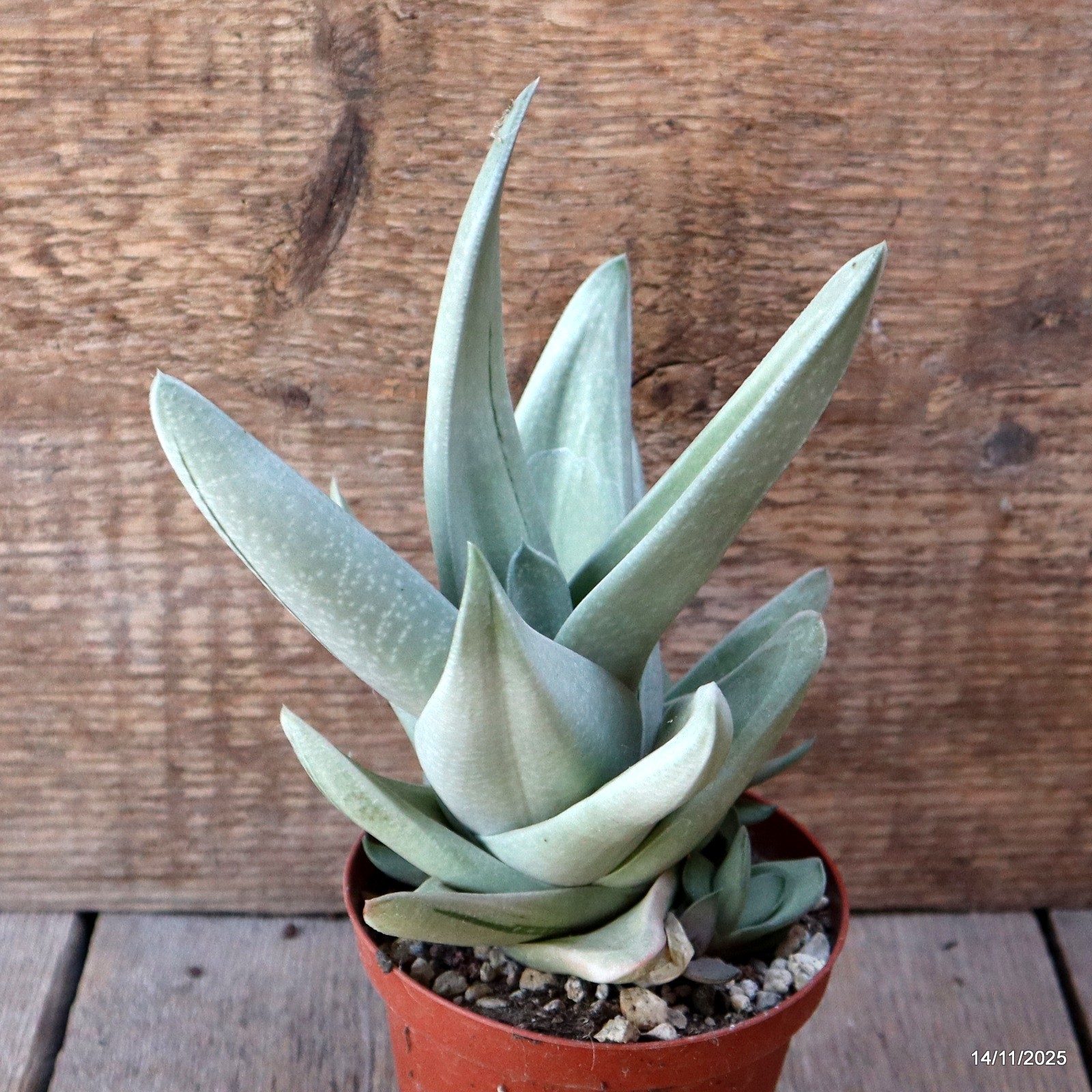 D7375 GASTERIA GREEN ICE pot10-H19-W15 cm MaMa Cactus