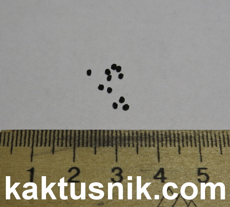 Anhalonium mix 100seeds harvest 2025