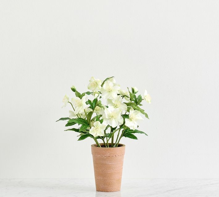 NEW Pottery Barn Faux White Hellebore Floral Flowers Terra Cotta Potted Plant