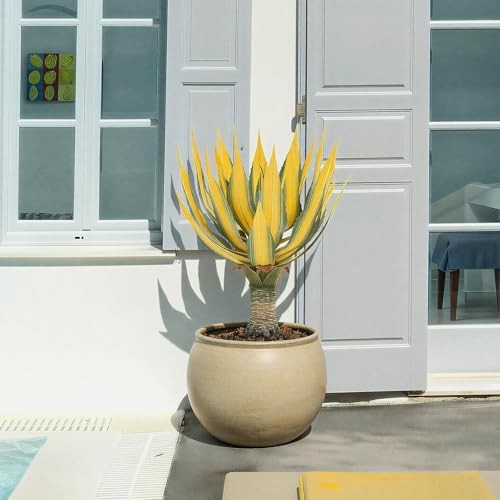 Artificial Green Edged Gold Leaf Spiny Agave Plant with3 Leaves Faux 19.68in 2