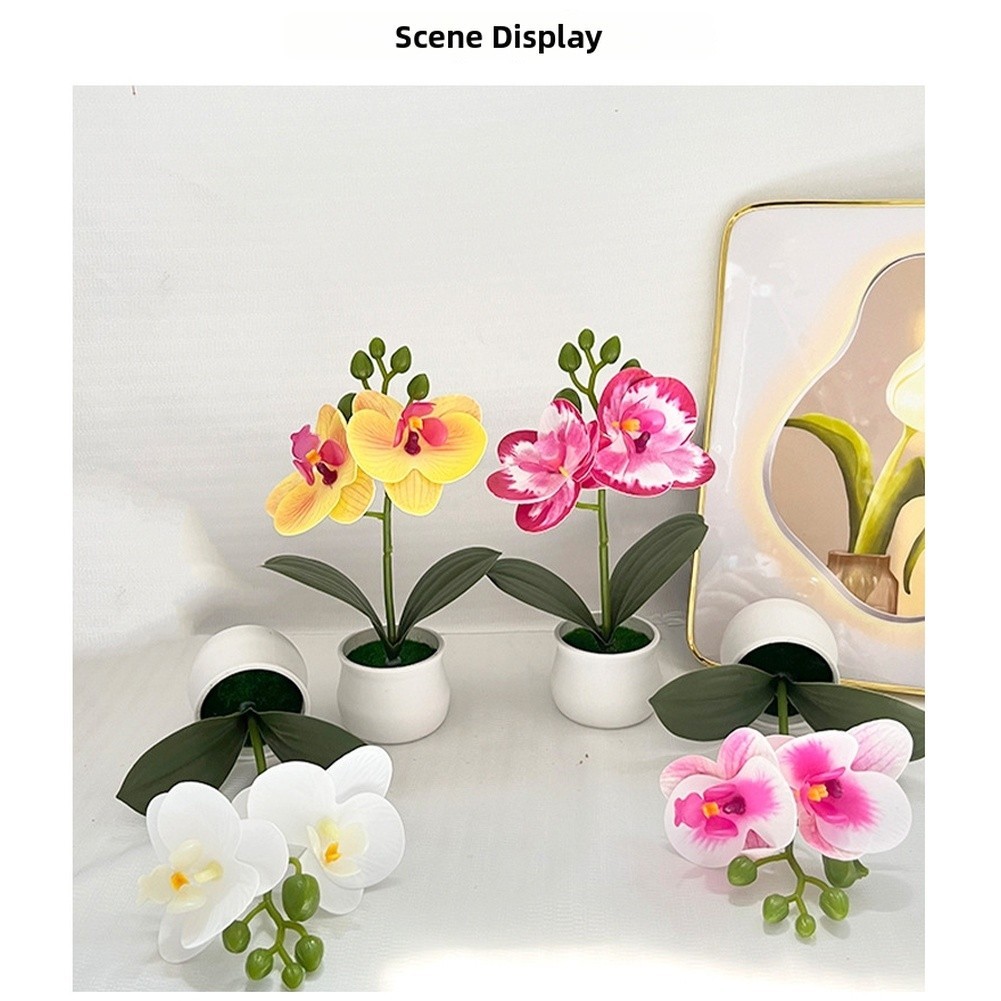 Phalaenopsis Orchid Potted Plant 11x11x18cm Plastic for For MINI Indoor Display