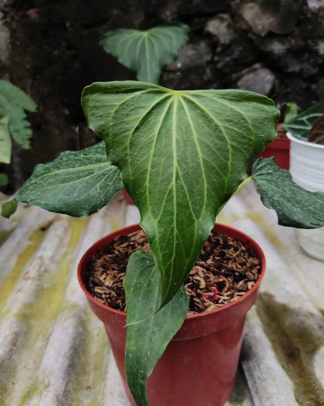 Anthurium Delta Force + Phytosanitary (no monstera no philodendron)