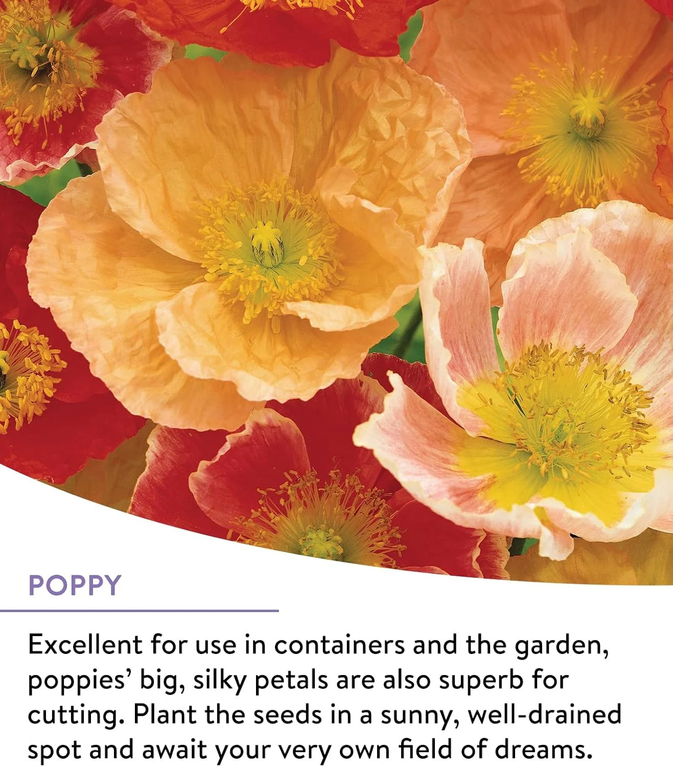 25,000 Bulk, 1 Bag | 18 Varieties of Non-GMO Flower Seeds Pollinator Garden