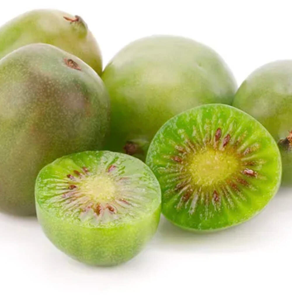 Actinidia deliciosa cv VITIKIWI 70-110cm –