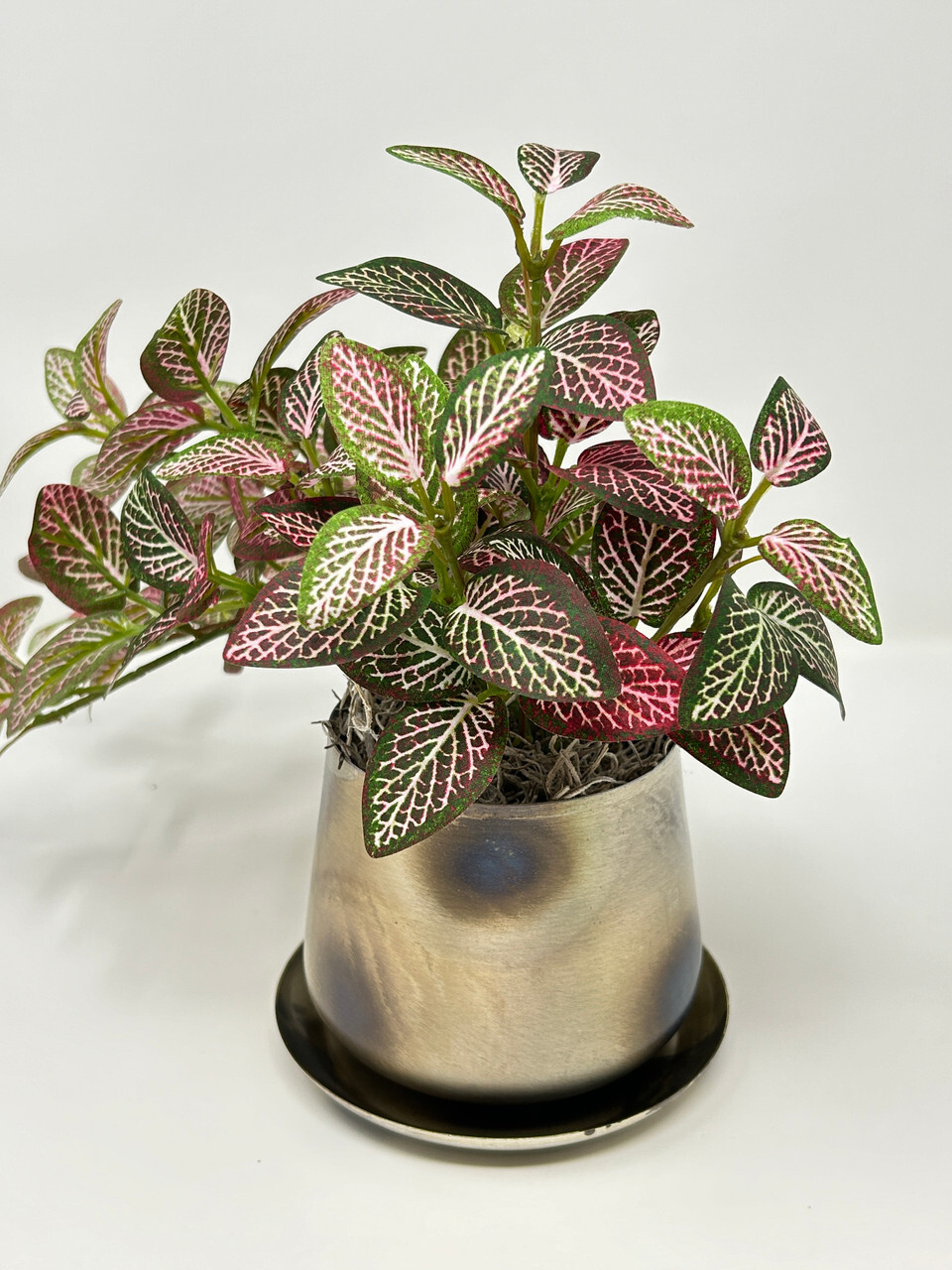 9″ Small Artificial PINK FITTONIA NERVE faux Silk plant in Silver Metal 3.5″ Pot