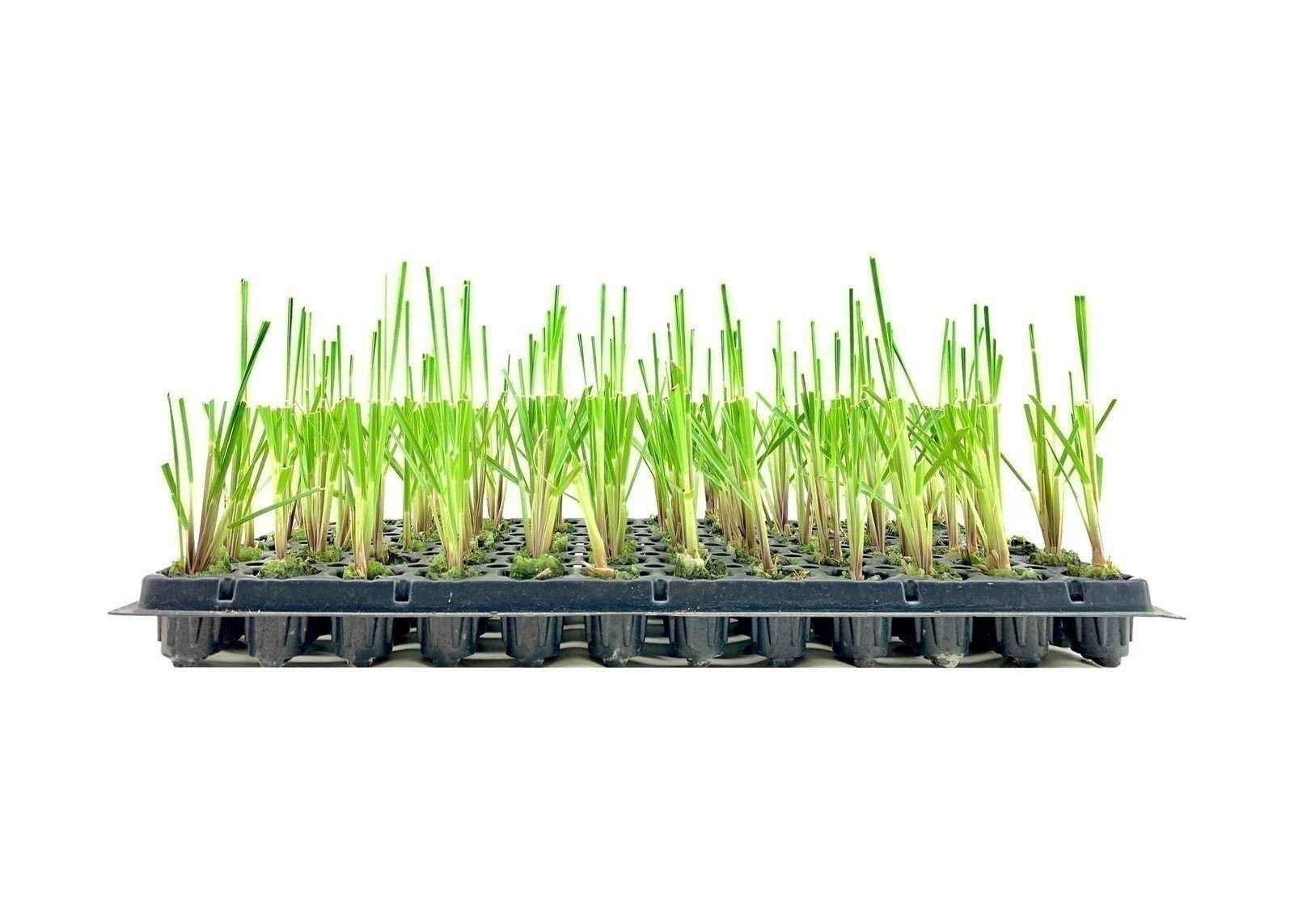 Dwarf Pampas Grass | Live Plants | Cortaderia Selloana Pumila
