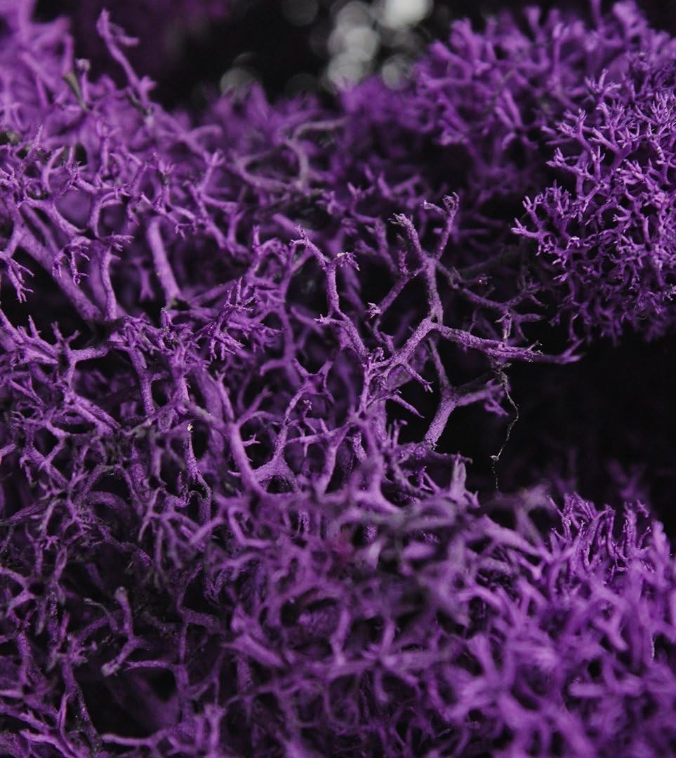 2oz of Soft, Vibrant Purple Reindeer Moss – A Delight for Eco-Conscious Crafters