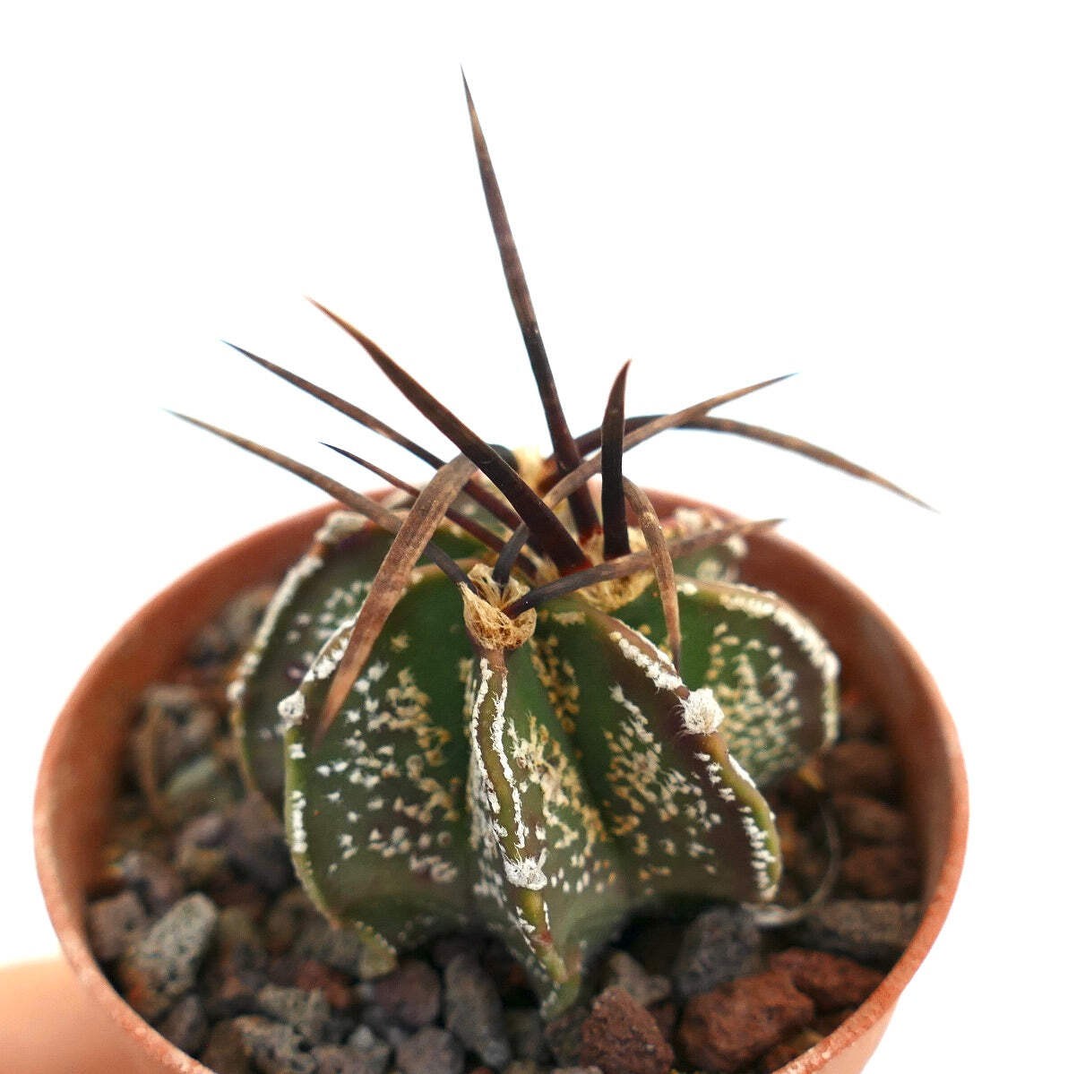 Astrophytum capricorne var. capricorne X BUFFALO – Goat’s horn cactus | Star cac