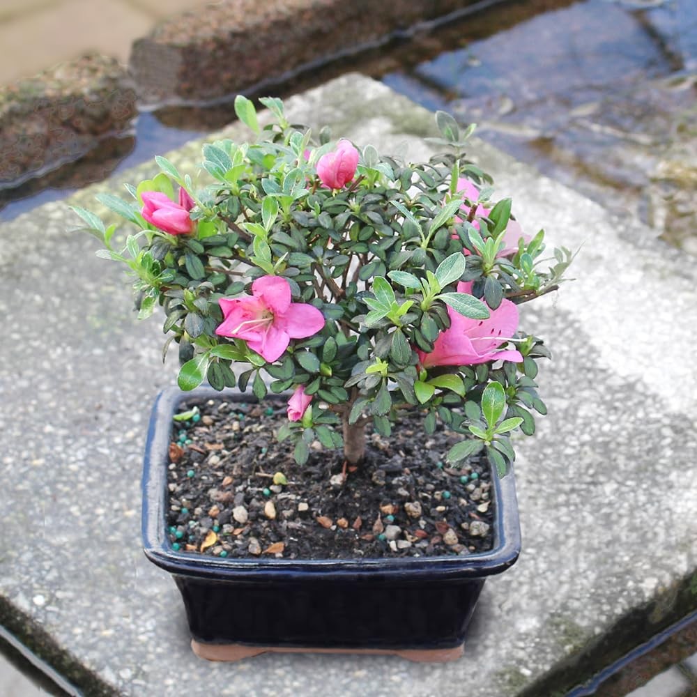 Brussel’s Bonsai – Live Satsuki Azalea Flowering Tree in Small, Green