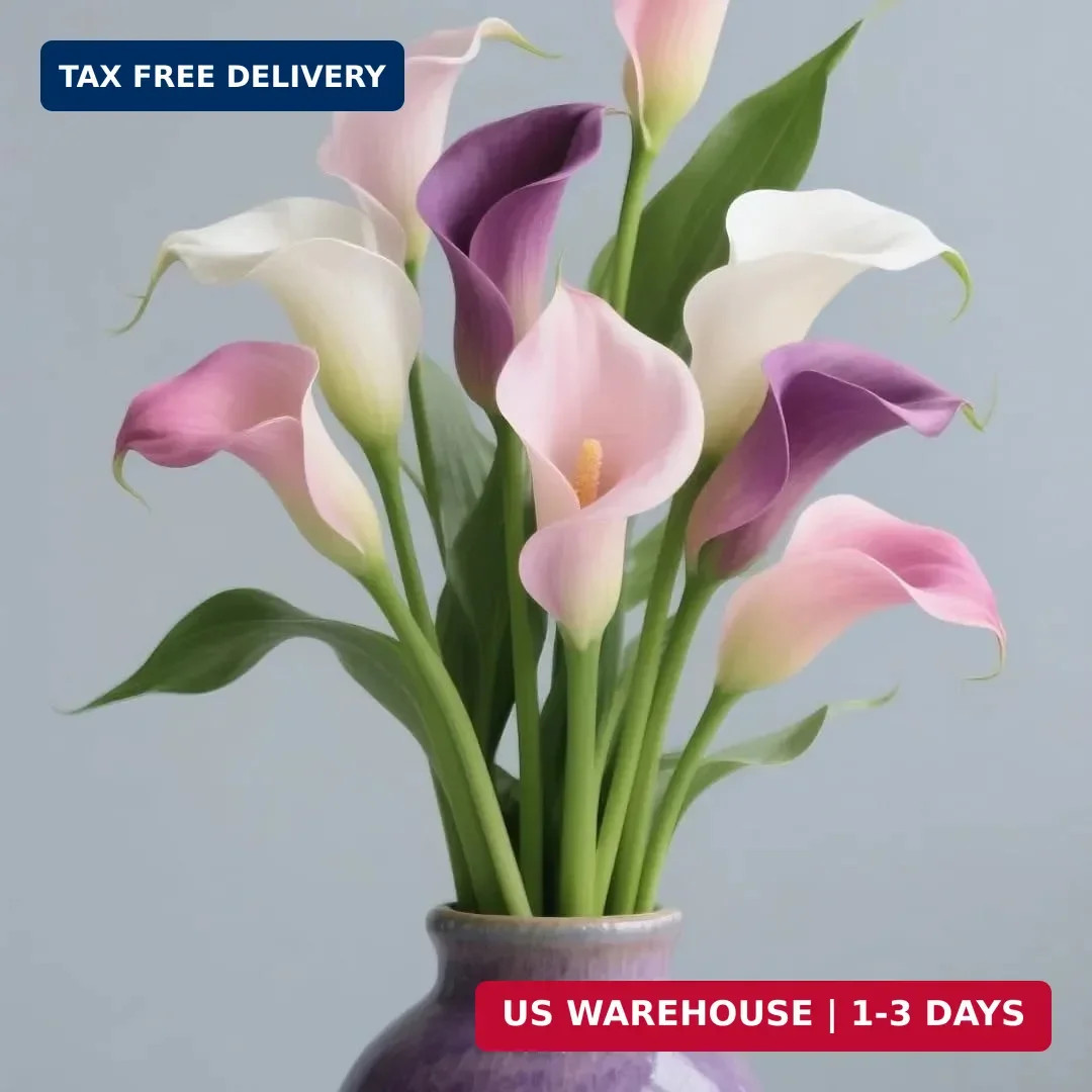 Perennial Rare Calla Lily Seeds, 200pcs Calla Lily Seeds, Heirloom Non-GMO Flowe