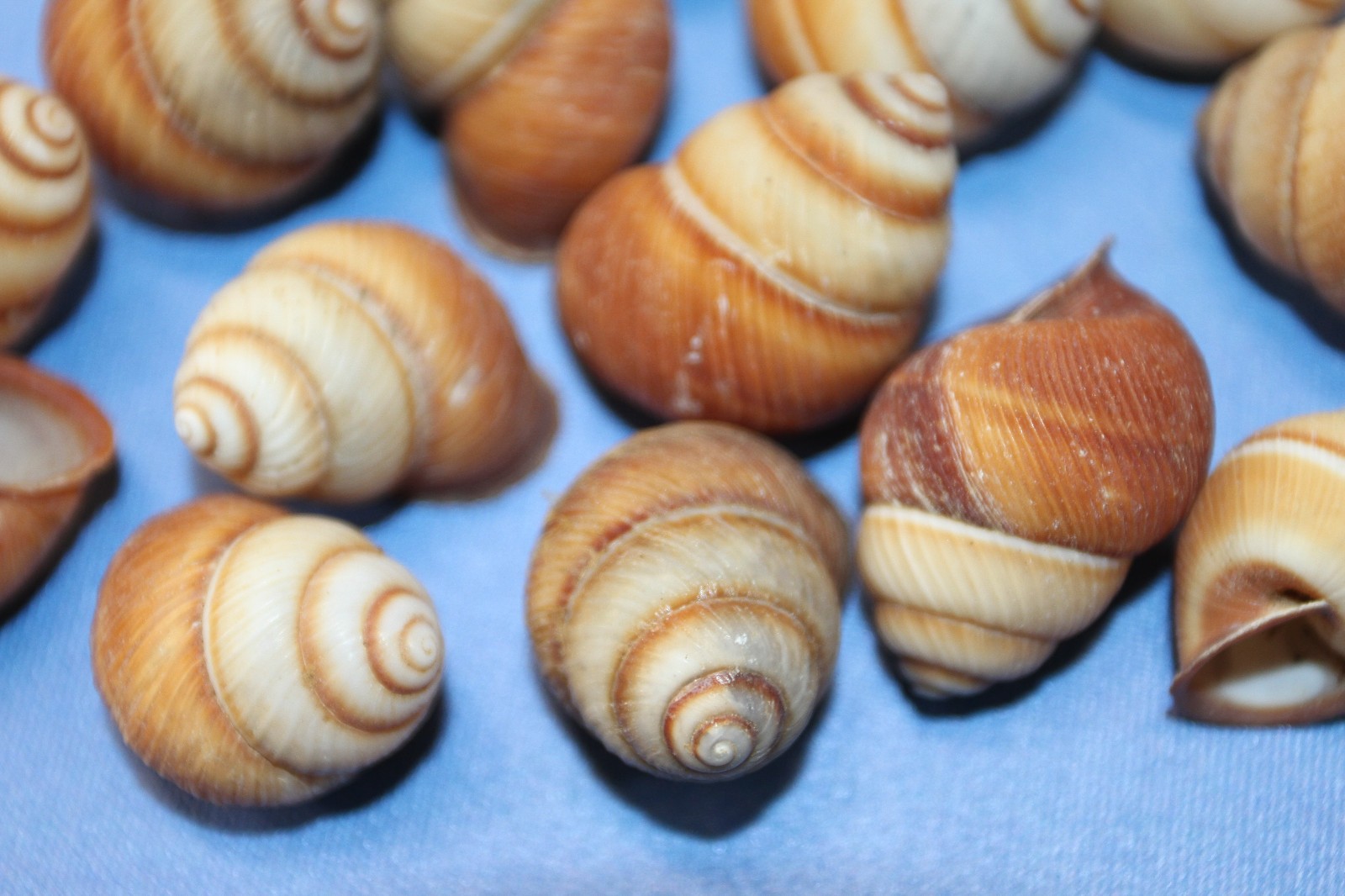 BROWN LAND SNAILS,Craft Supply,Mosaic projects, Beach Decor,Beach Art,SS-588
