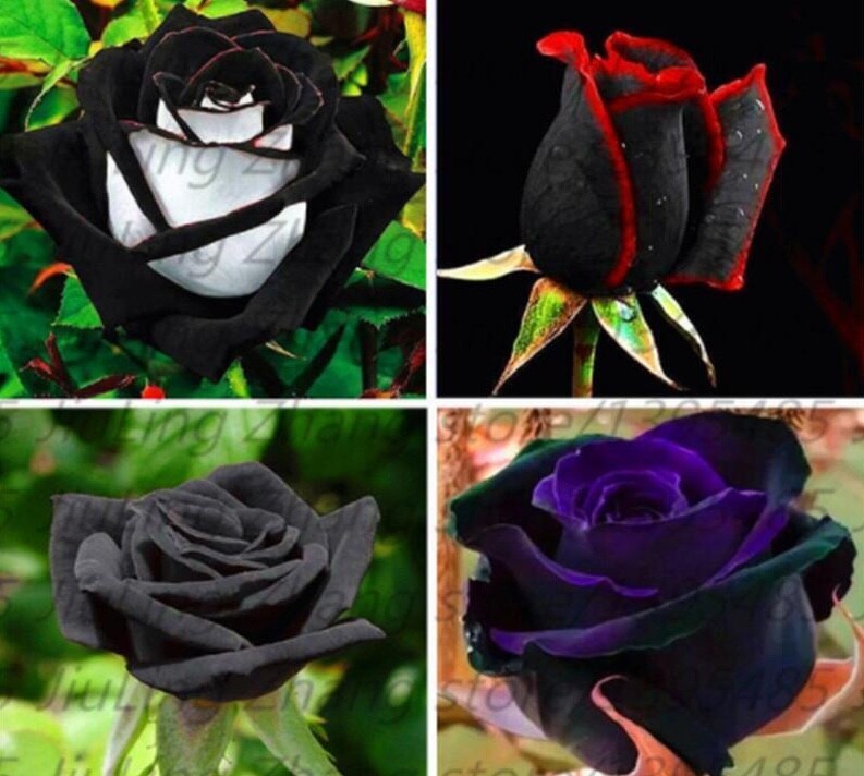 (10) RARE BLACK ROSE SEEDS perennial flower garden bush tea USA SELLER W/TRACK