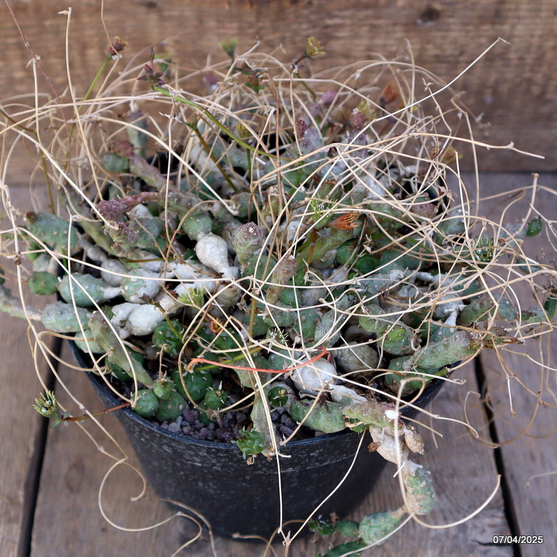 A7030 EUPHORBIA GLOBOSA VERY OLD pot18-H12-W22 cm MaMa Cactus