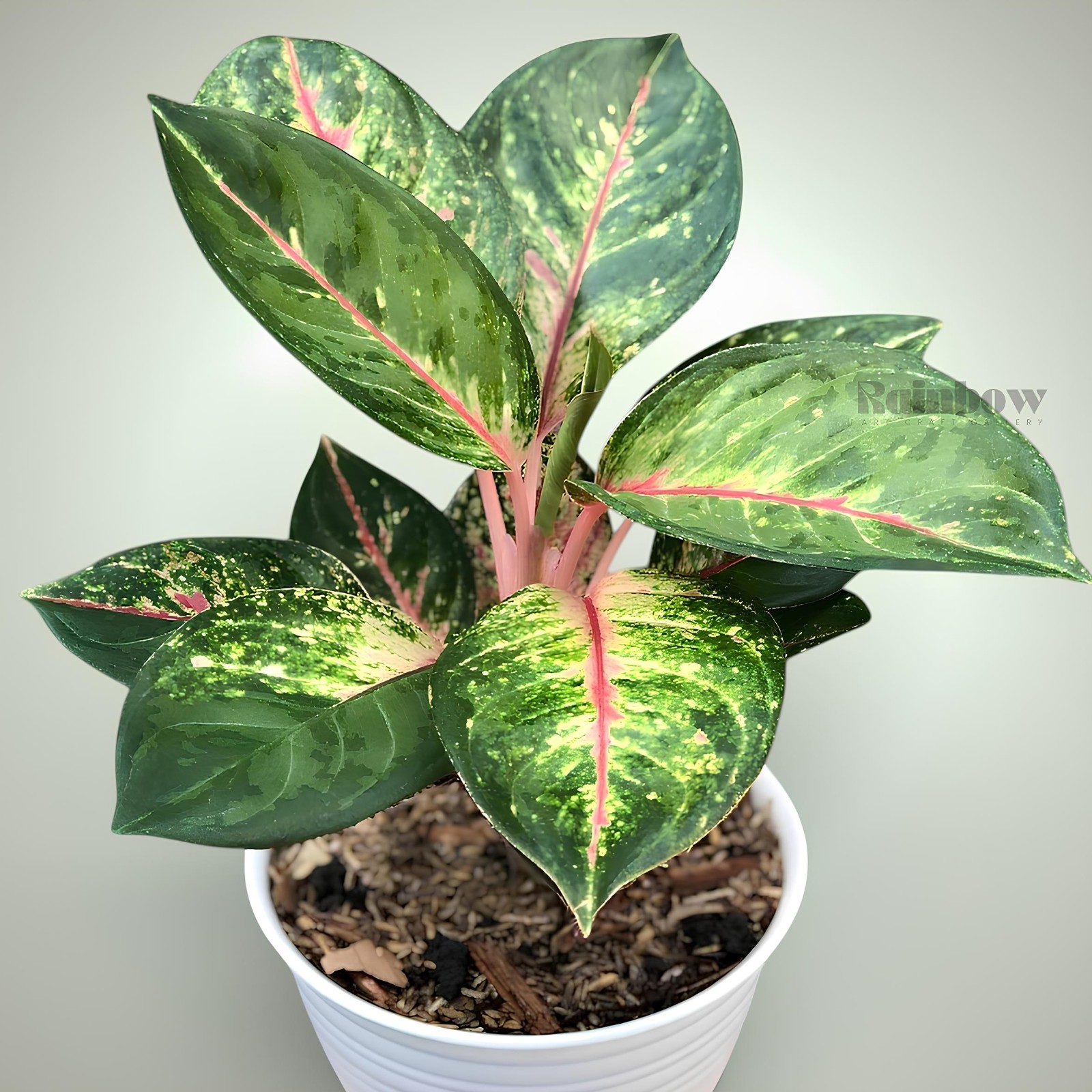 Aglaonema Red Imelda Beatiful Ornamental Plant