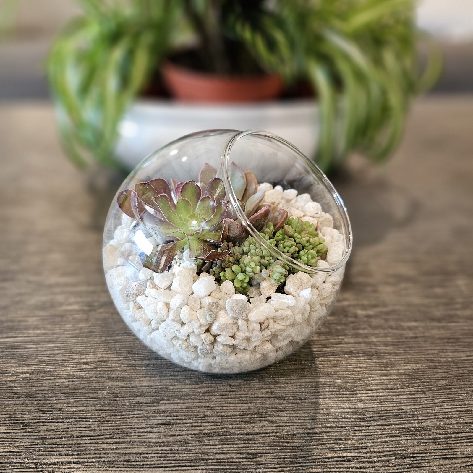 DIY Succulent Arrangement in Glass Bowl with Decorative Pebbles | Perfect Indoor