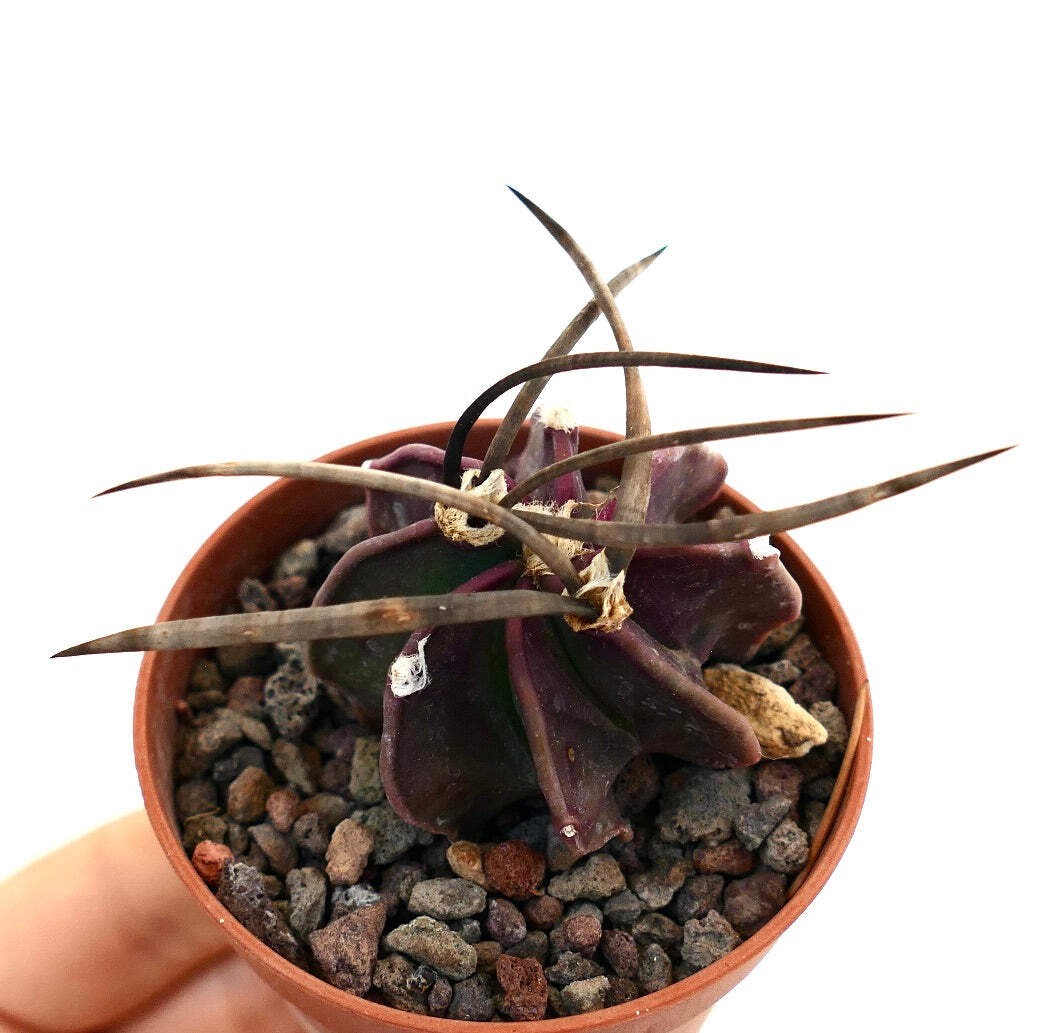 Astrophytum capricorne cv SUPER BUFFALO RR7 – Goat’s horn cactus | Star cactus
