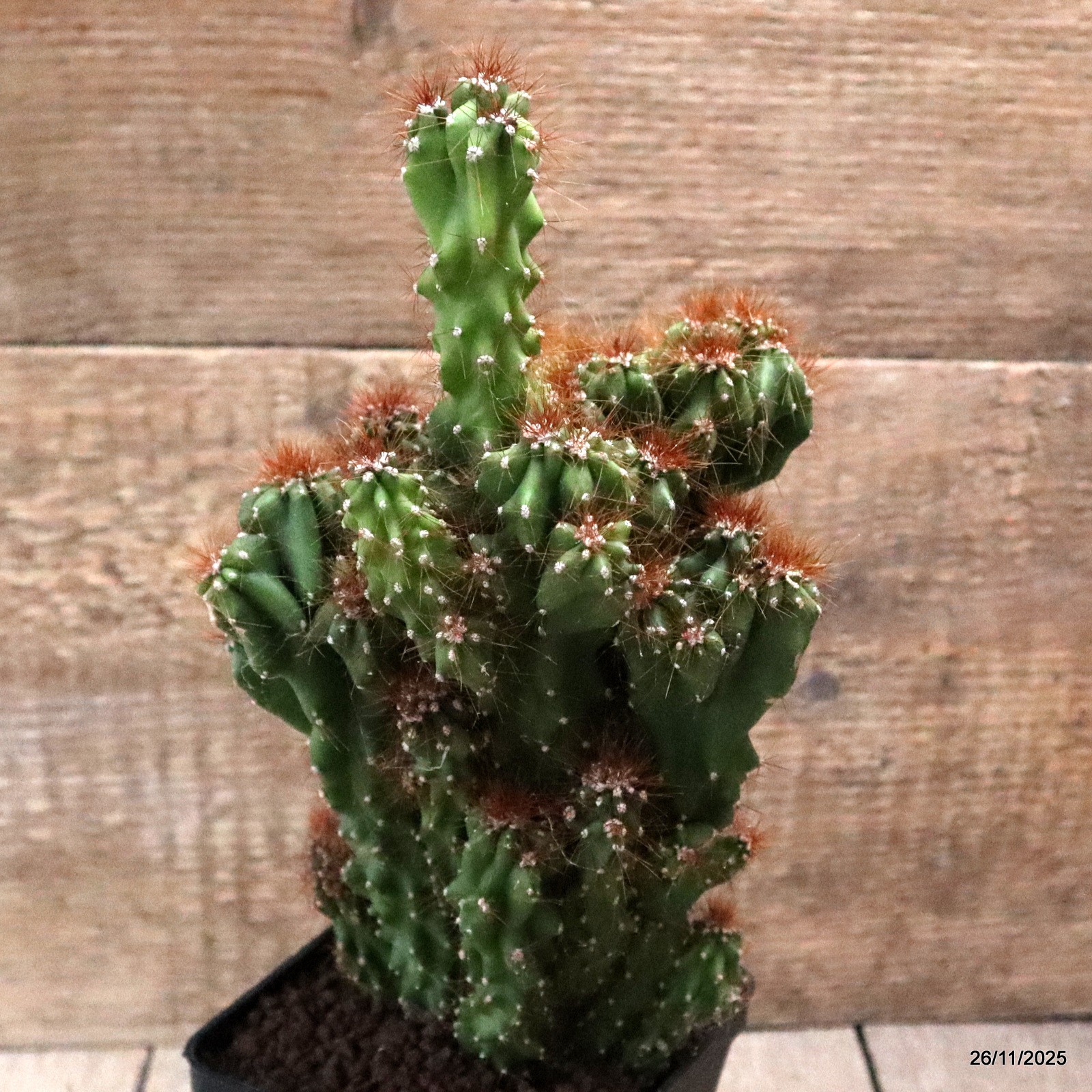 D7534 CEREUS PERUVIANUS MONSTER pot10-H25-W15 cm MaMa Cactus