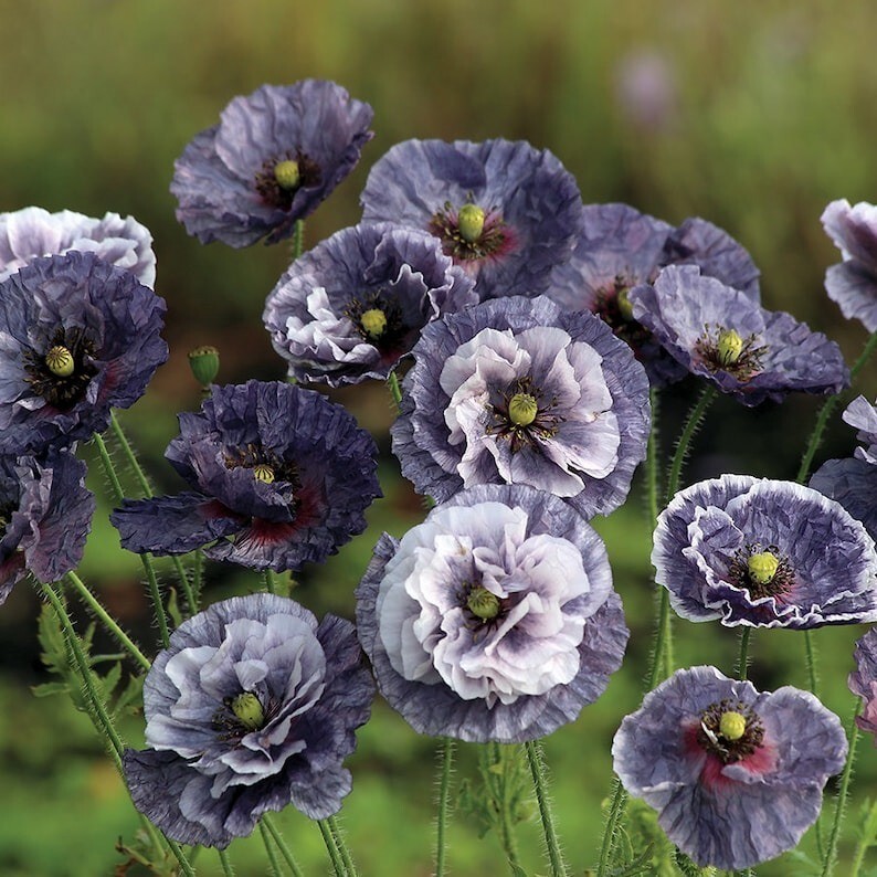 50 Pcs Cute Amazing Grey Poppy Flower Seeds
