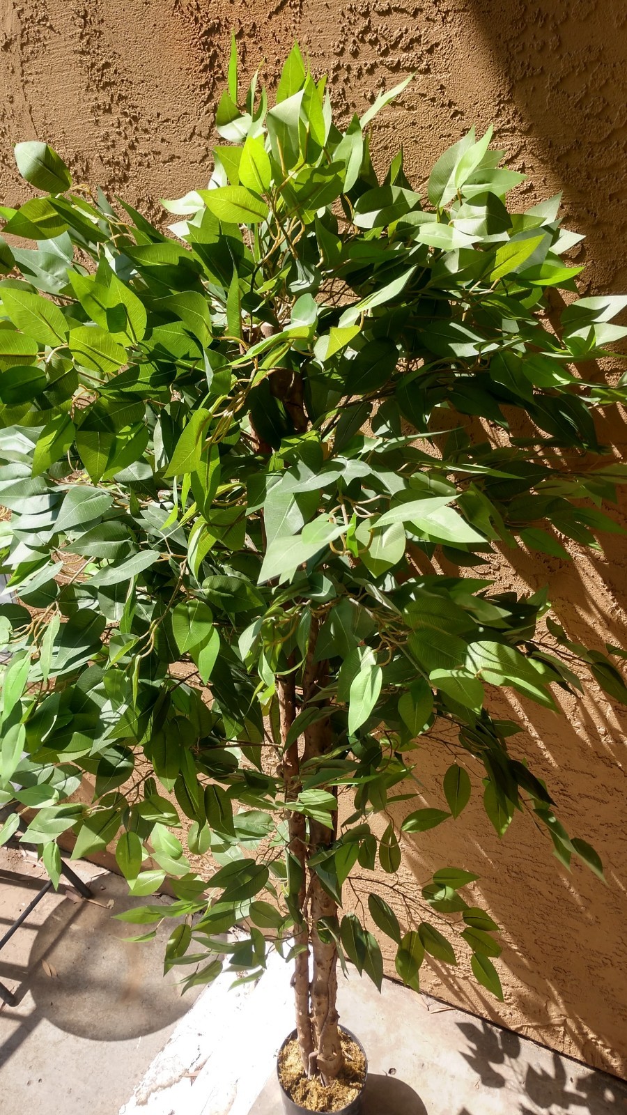 Pre-owned 6′ Artificial Ficus Tree, 2-Piece, Simple Piecing/Separation- Good