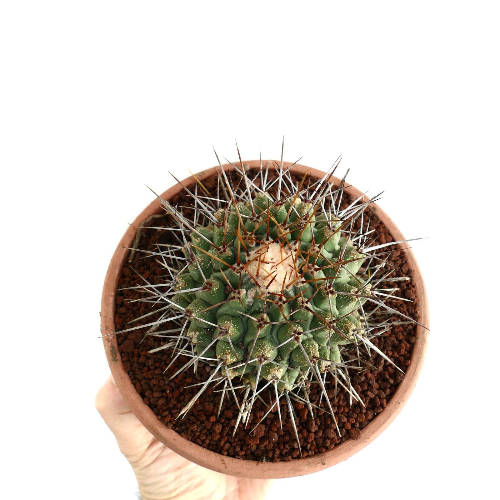 Thelocactus rinconensis SUPER LONG SPINES – Rincon cactus | Globe cactus