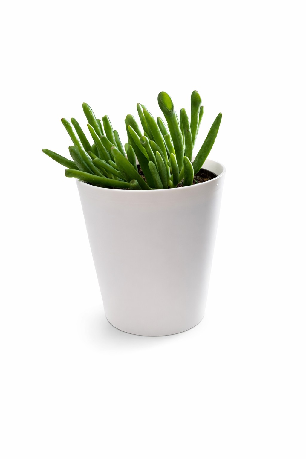 Live Gollum Jade Plant with Handmade White 4″ Pot – Real Succulent Indoor
