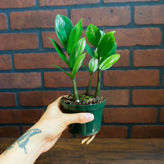 ZZ Plant with 4″ inch Potted Live Houseplant | Zamioculcas Zamiifolia