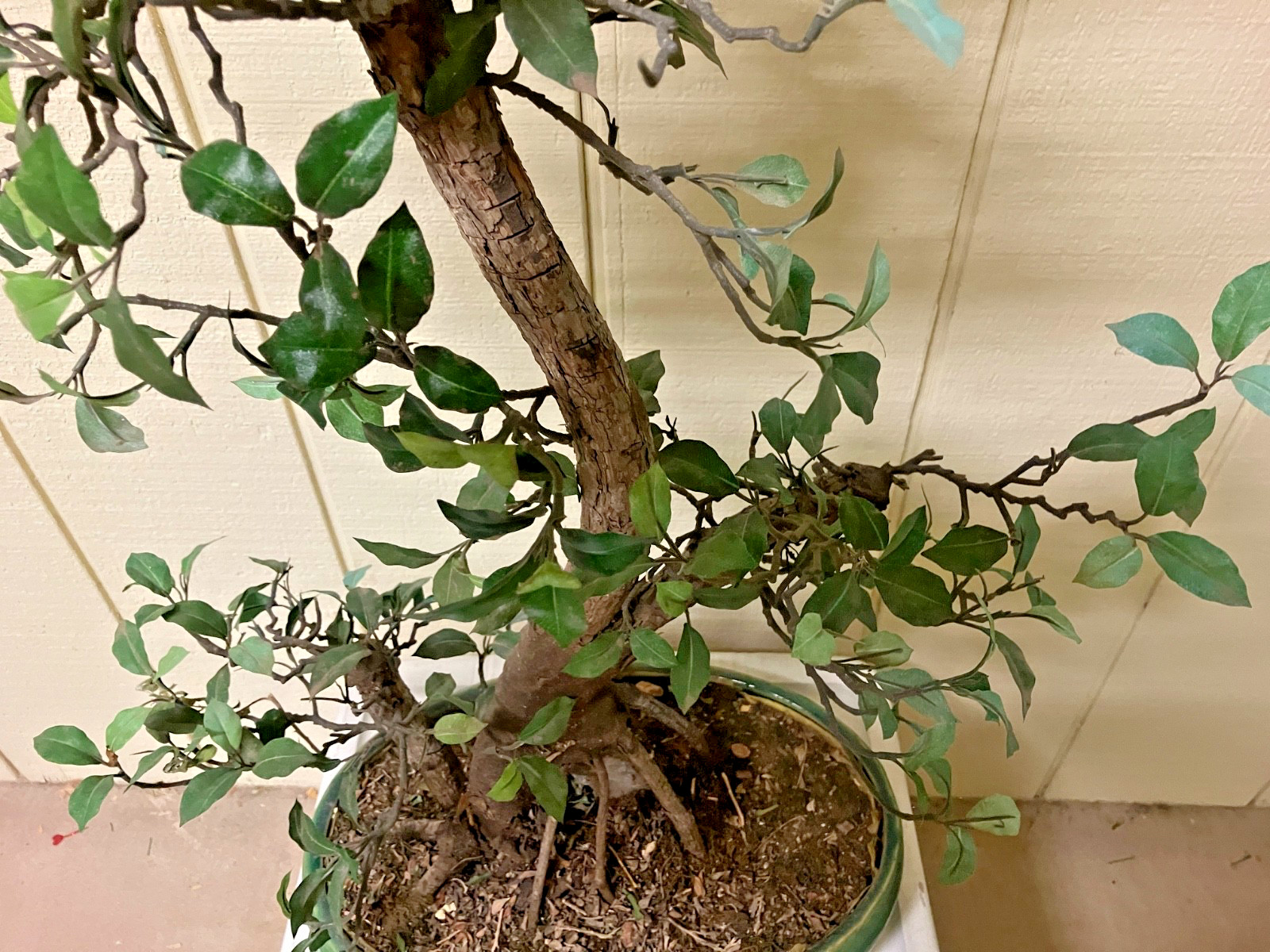 REALISTIC ARTIFICIAL BONSAI TREE PLANT W/GREEN CERAMIC POT – 31″ T -POT 14X10X4″