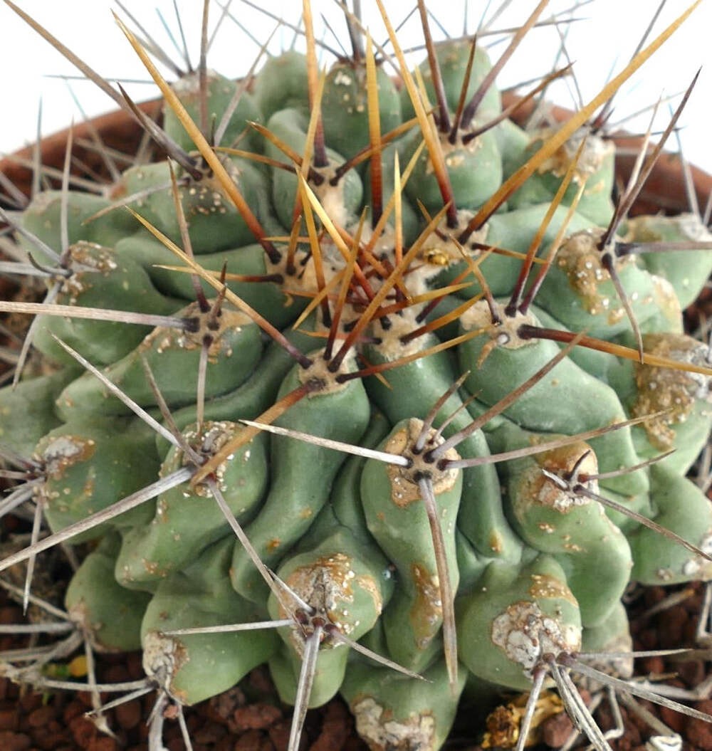 Thelocactus rinconensis LONG SPINES SELECTED – Rincon cactus | Thelocactus