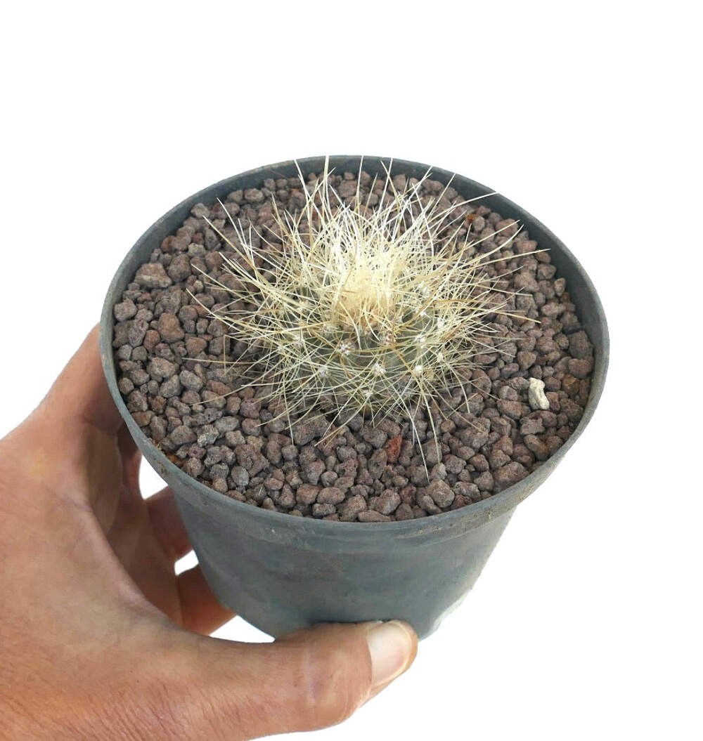 Copiapoa krainziana C310-G839 – no cinerea dealbata