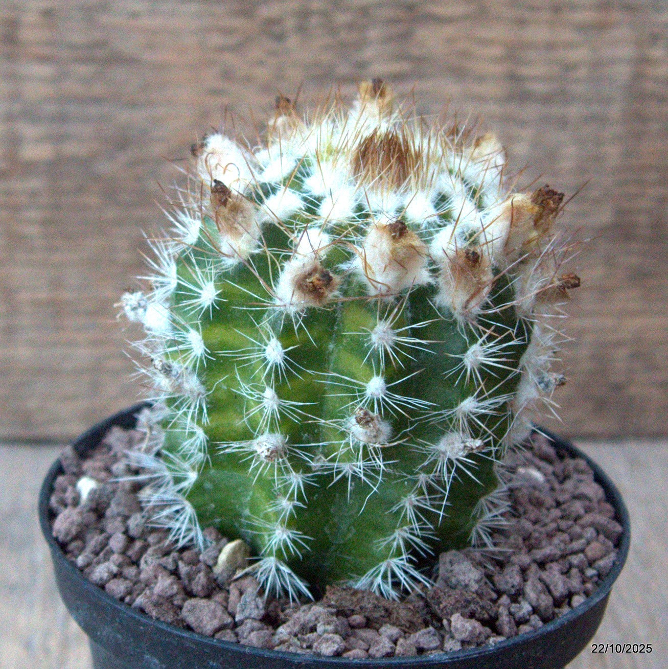 D7079 PARODIA ASAPOYANA VARIEGATED pot10-H8-W6,5 cm MaMa Cactus