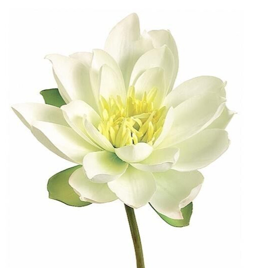 Artificial White Natural Feel large lotus blossom stems