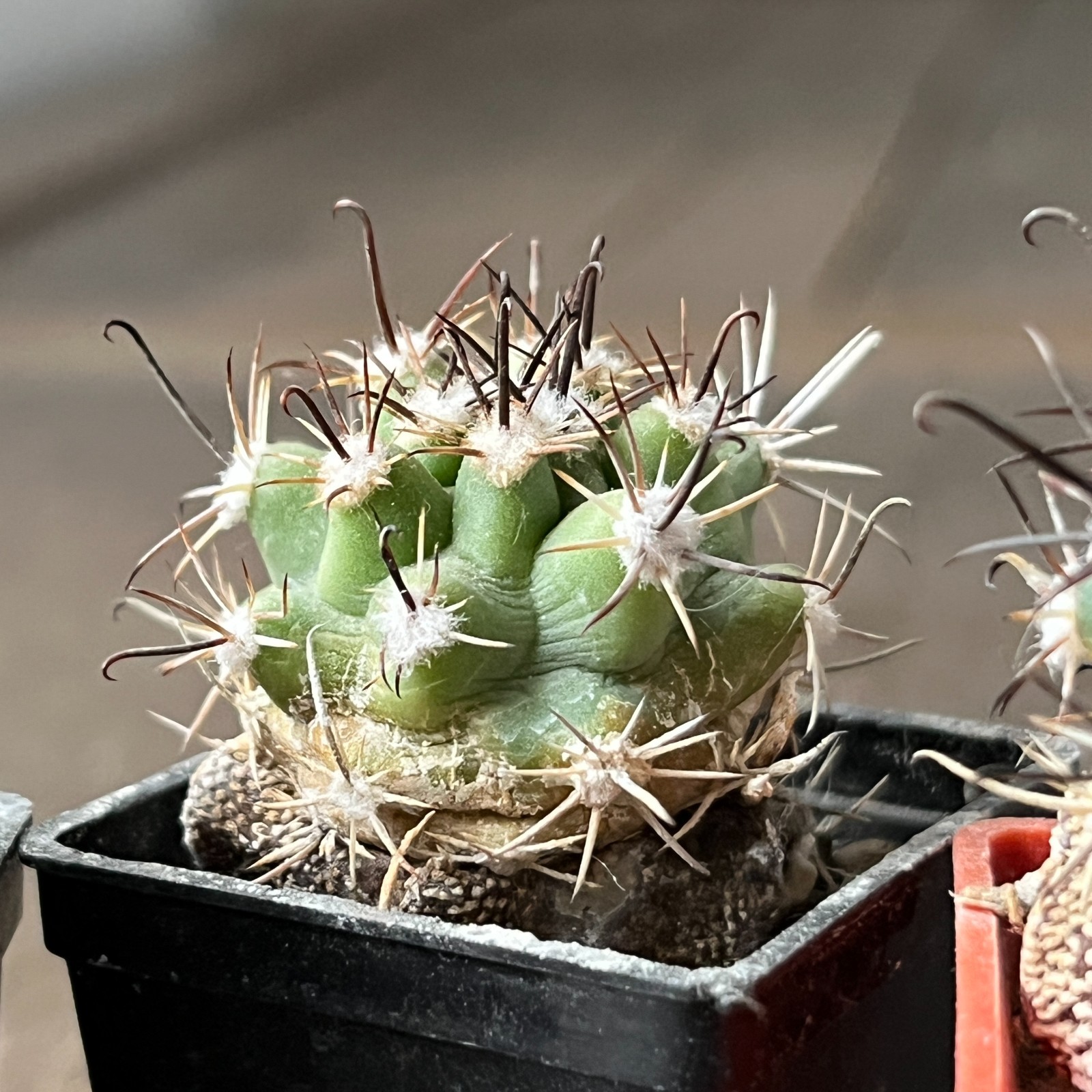 A26-1481 Sclerocactus parviflorus RP22, 4 pieces, grafted