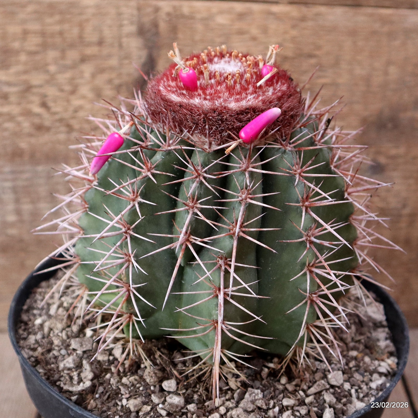 D7898 MELOCACTUS BAHIENSIS pot18-H14-W13 cm MaMa Cactus