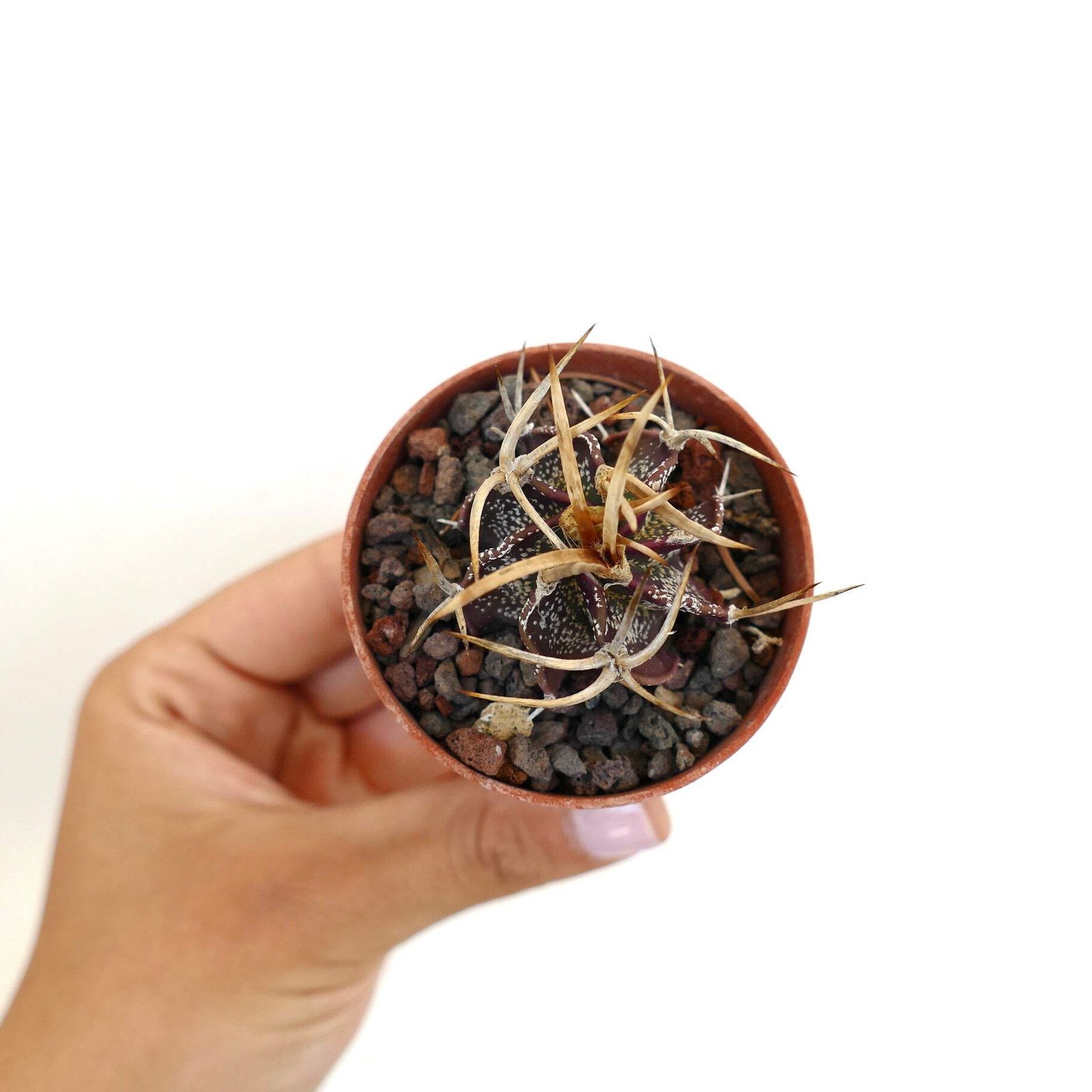 Astrophytum capricorne cv GOLDEN BUFFALO – Goat’s horn cactus | Star cactus