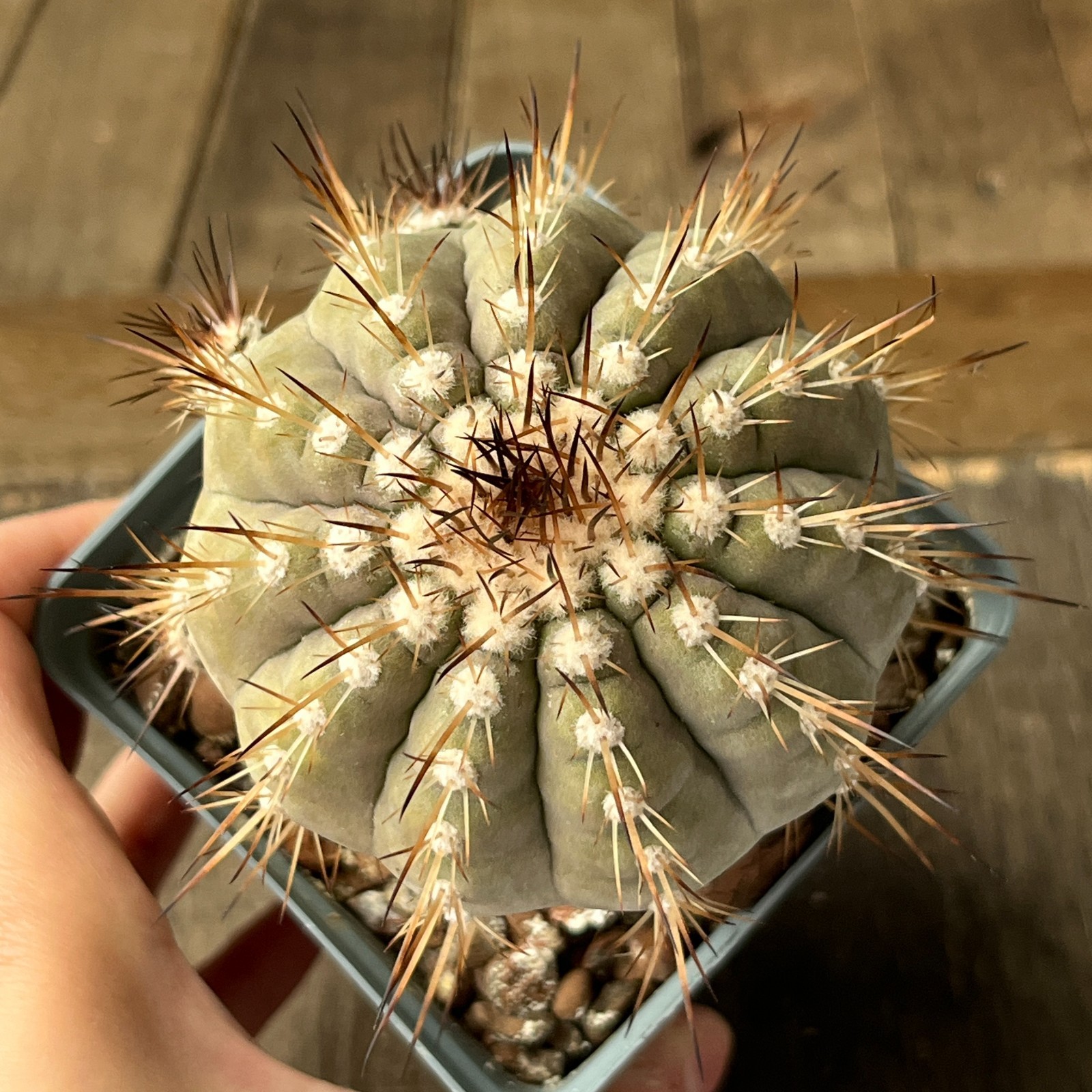A41-1370 Copiapoa cinerea v. albispina, KBC979, Q. San Ramon, Ant, grafted