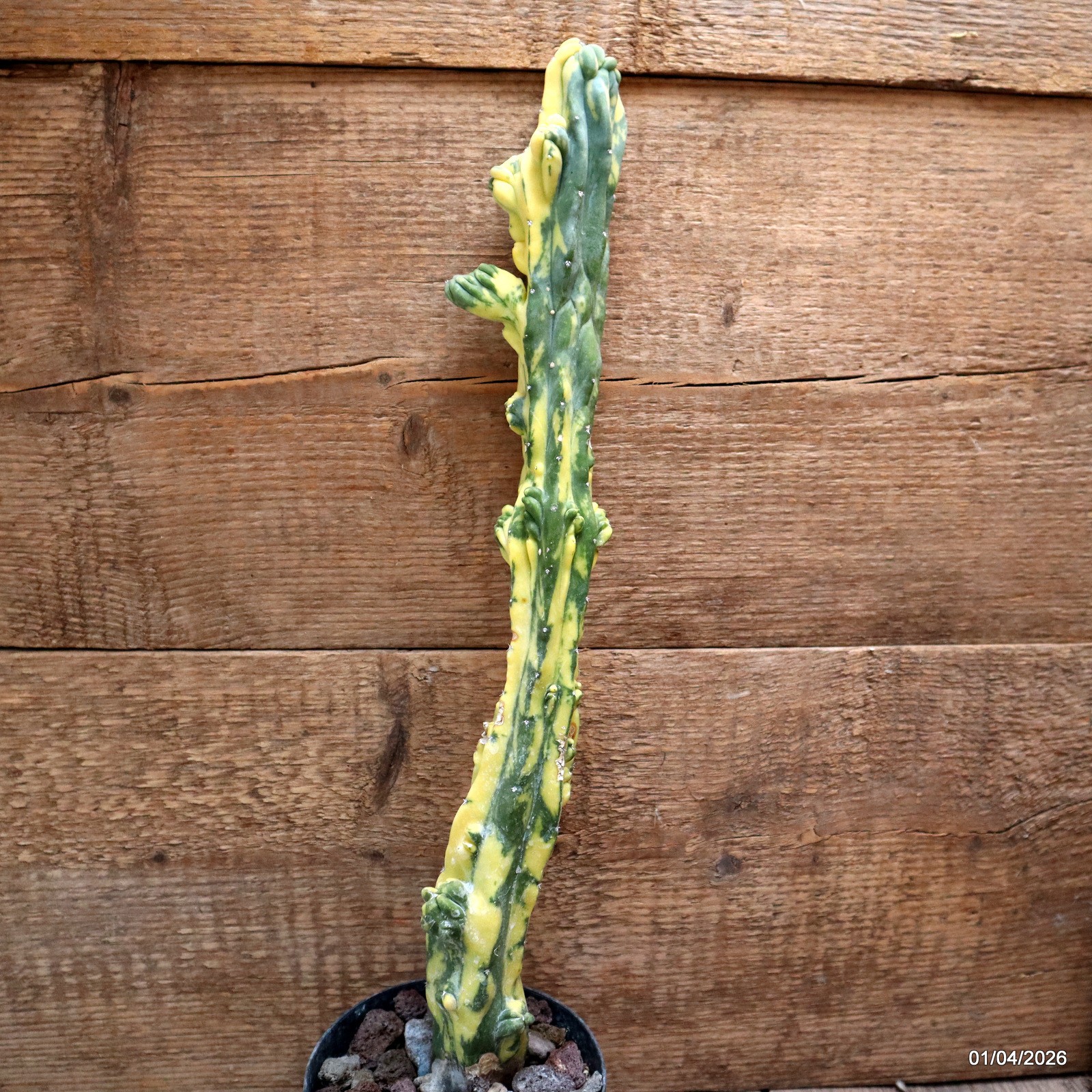 D8196 MYRTILLOCACTUS GEOMETRIZANS VARIEGATED pot12-H43-W6,5 cm MaMa Cactus
