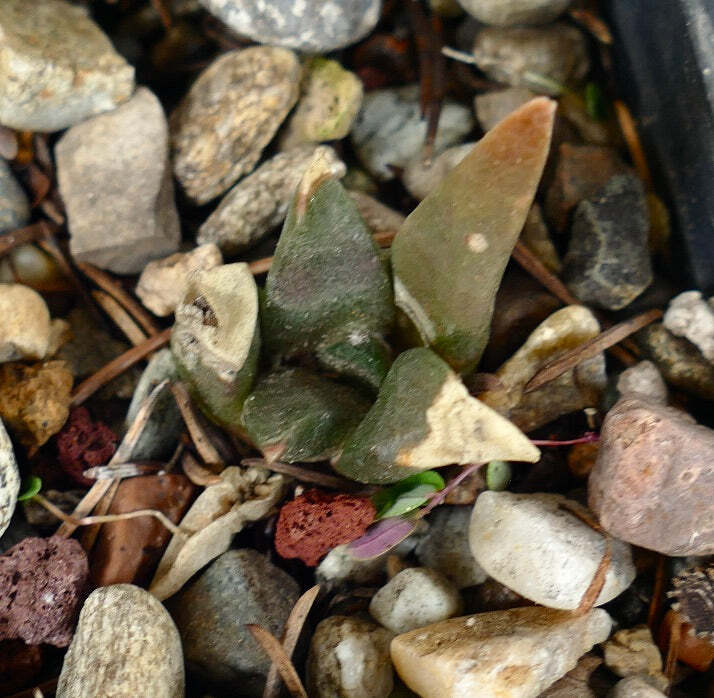 Ariocarpus retusus X trigonus HYBRID (seedling) C86 –