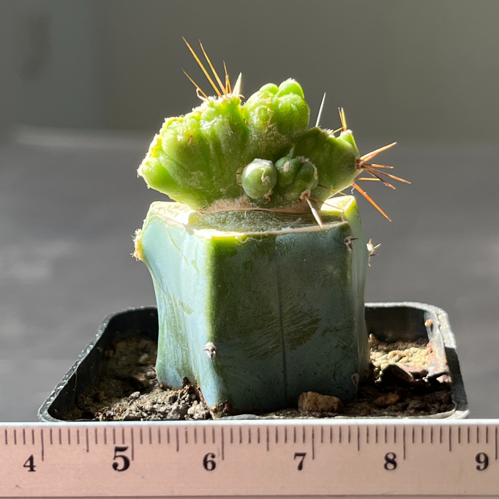 A14-680 famous cactus f. monstrosa (Grafted)