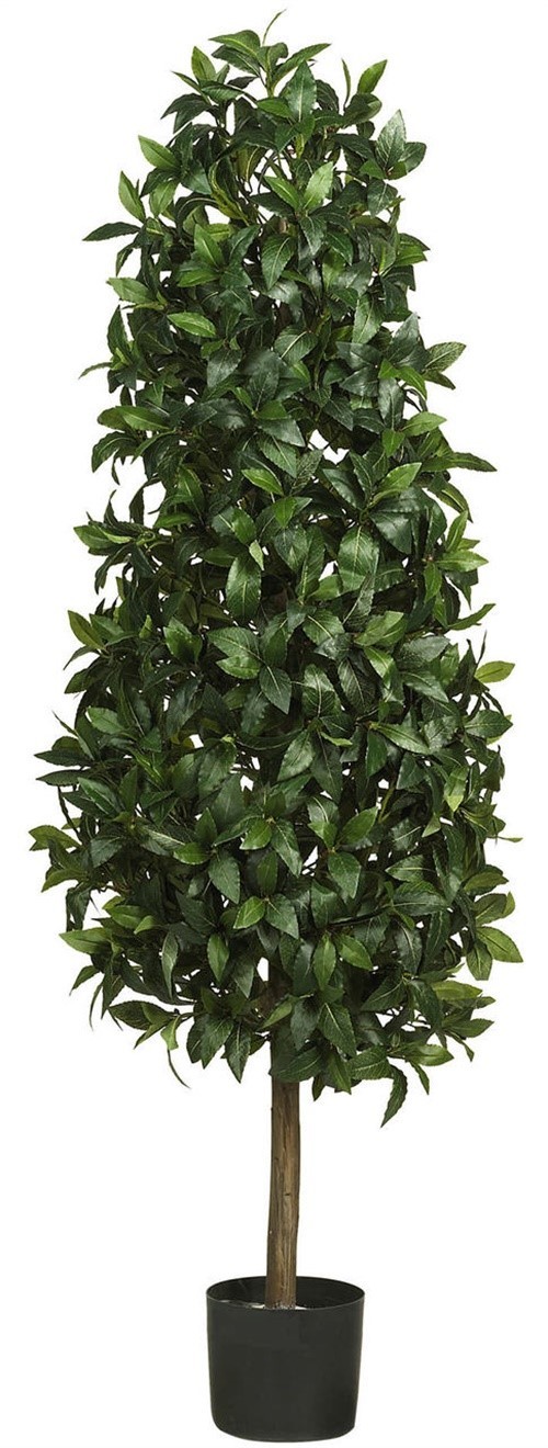 5′ Sweet Bay Pyramid Silk Tree