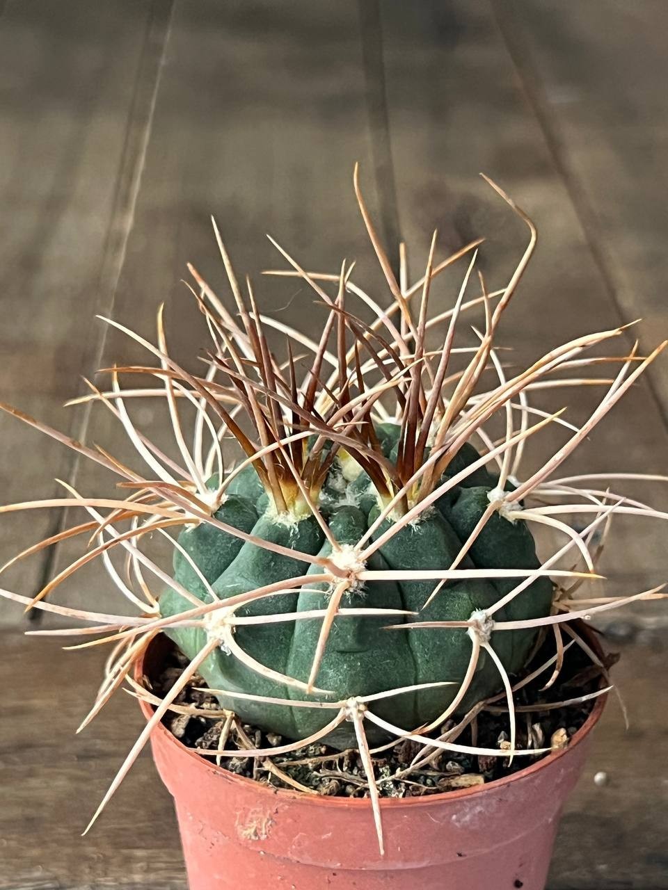 A43-218 Gymnocalycium polycephalum, own root