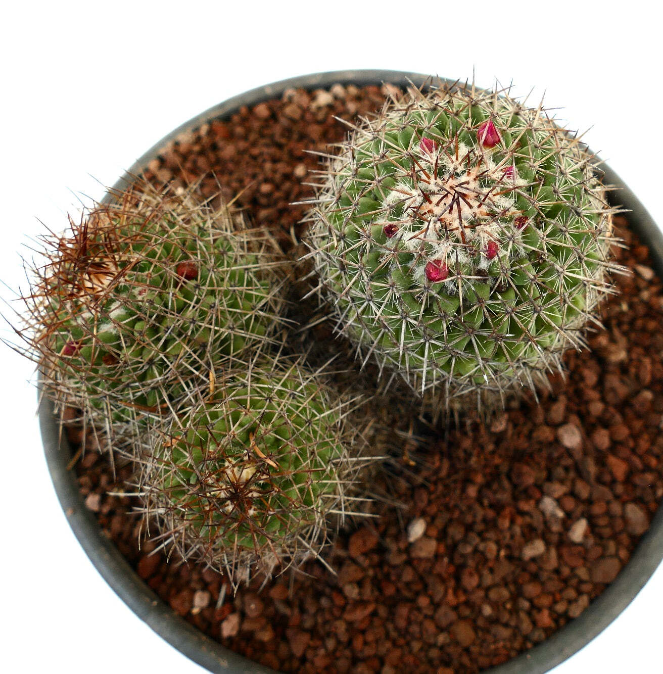 Mammillaria cripiseta (Oaxaca) –