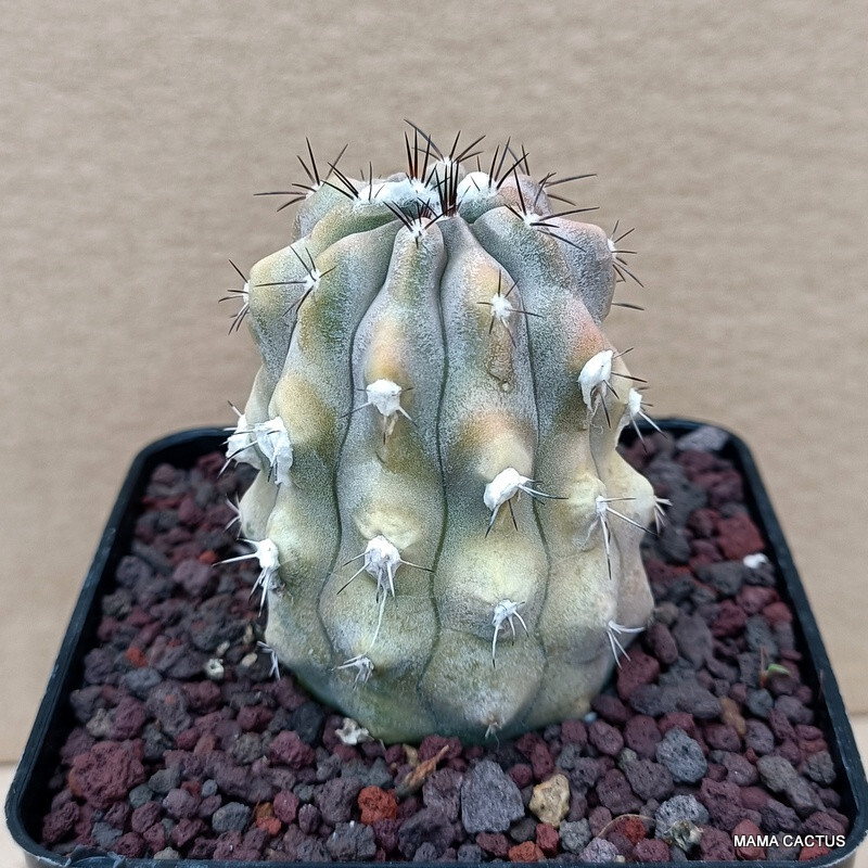 A5029 COPIAPOA MOLLICULA FR 525 pot 9 cm H 7,5 cm W 5,5 cm MaMa Cactus