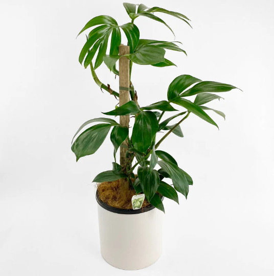 Dragon Tail Rhaphidophora in 4″ Pot | Indoor & Outdoor Live Tropical House Plant
