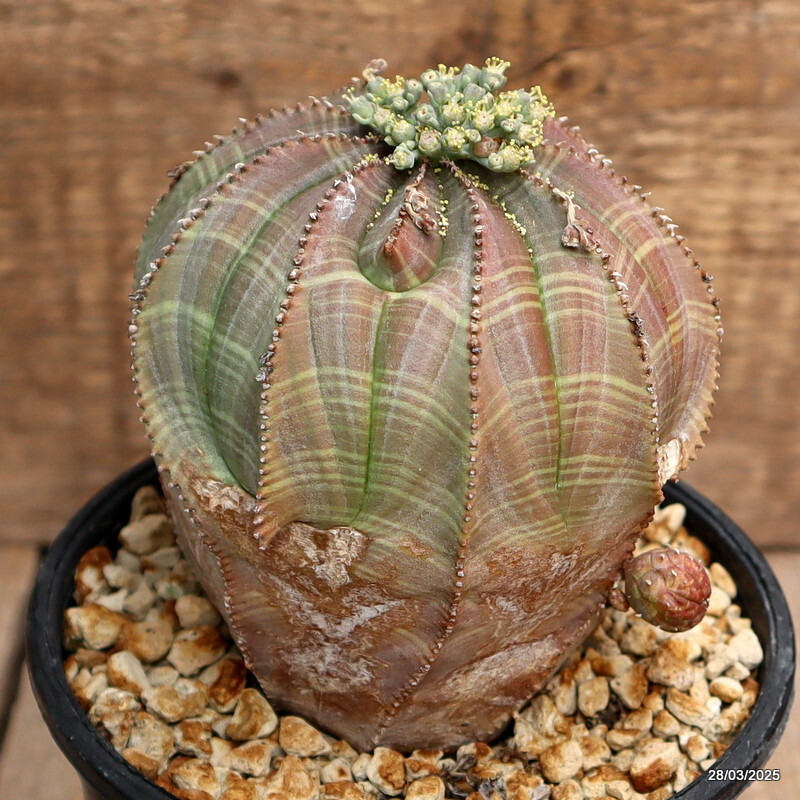 D2897 EUPHORBIA OBESA ARROW OLD pot12-H11-W11 cm MaMa Cactus