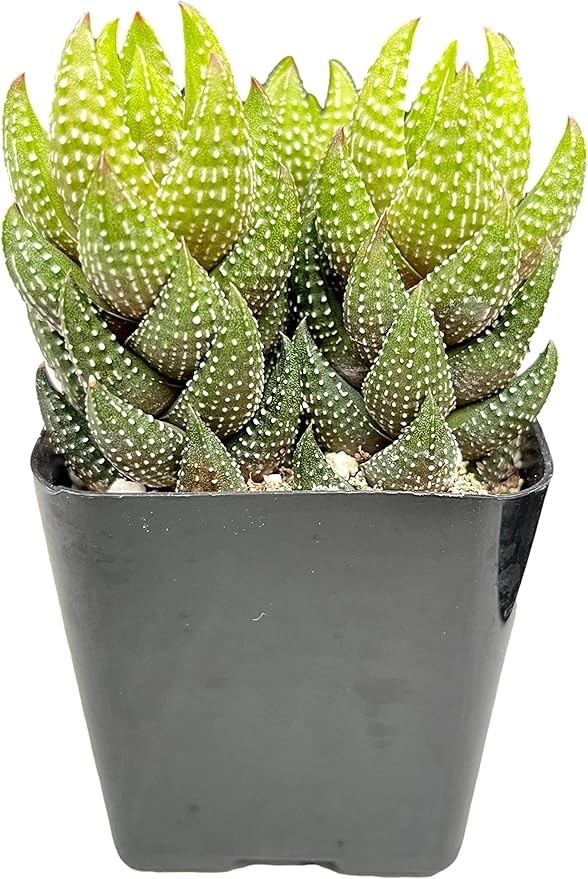 Live Aeonium Succulent Plants 2-4 Inch Fully Rooted in Pots with Soil Home Decor
