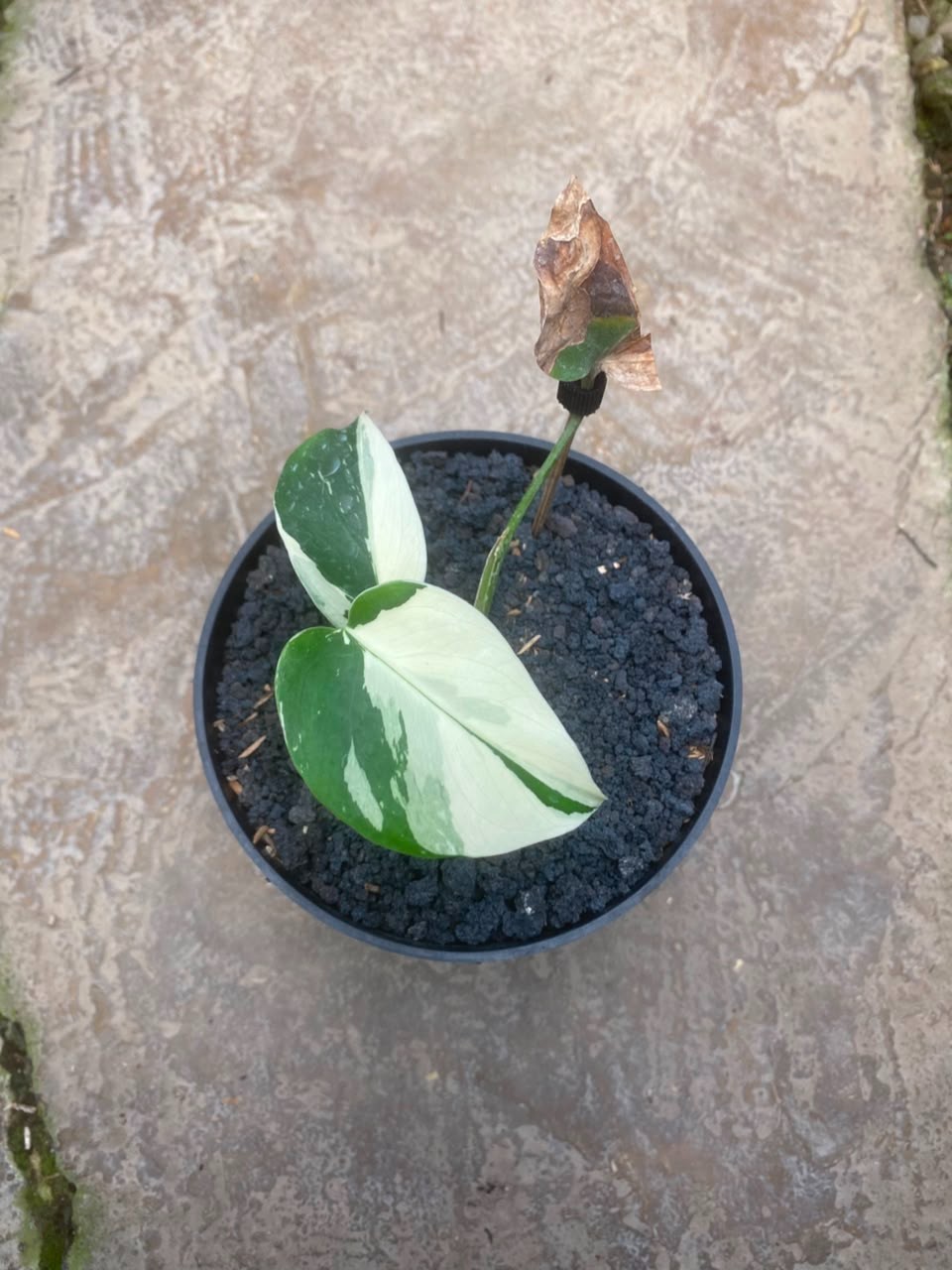 Monstera Jungle Mint 1, Rare Variegated Monstera, Real Picture, Aroid Houseplant