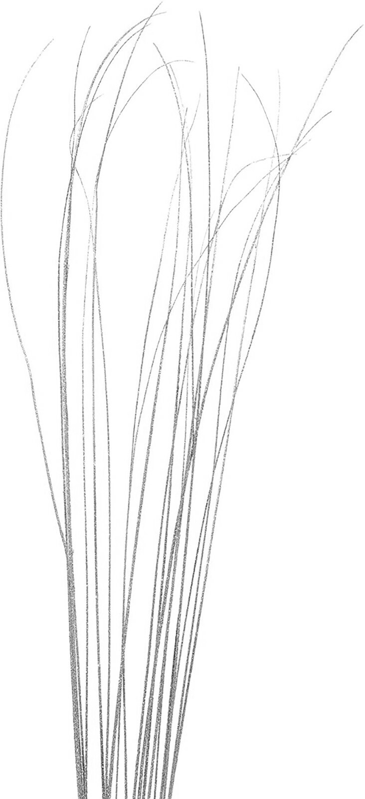 Sparkle Glitter Wispies Pack of 20 Stems 36in Silver